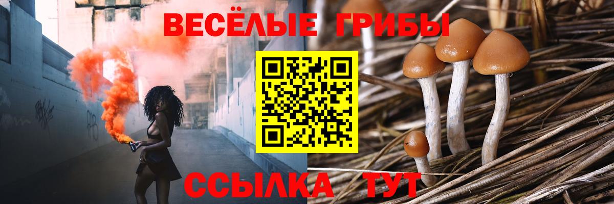 Псилоцибиновые грибы Psilocybe  Вход с VPN  Галлюциногенные грибы Psilocybe  Кстово 